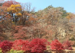 2014.11.9   속리산.법주사.