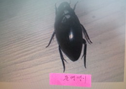 물땡땡이벌레